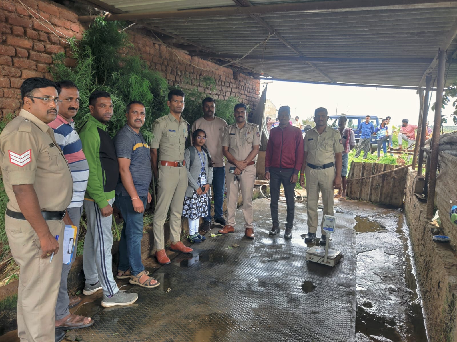 ಶುಂಠಿ,ತೊಗರಿ,ಕಬ್ಬು ಬೆಳೆ ಮಧ್ಯೆ ಗಾಂಜಾ ಬೆಳೆ…ಓರ್ವನ ಬಂಧನ…14 ಕೆಜಿ ಗಾಂಜಾ ವಶ…