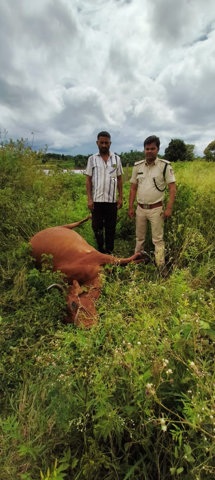 ಹುಲಿದಾಳಿಗೆ ಹಸು ಬಲಿ ಮತ್ತೊಂದಕ್ಕೆ ಗಂಭೀರ ಗಾಯ…ಗ್ರಾಮಸ್ಥರಲ್ಲಿ ಆತಂಕ…