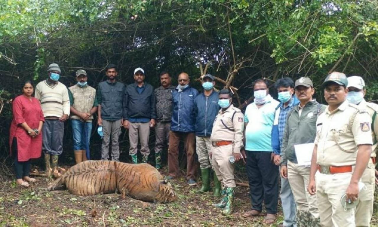 ಹುಲಿ ಕಳೆಬರ ಪತ್ತೆ…ಎರಡು ಹುಲಿಗಳ ಕಾದಾಟದಲ್ಲಿ ಮೃತಪಟ್ಟಿರುವ ಶಂಕೆ…