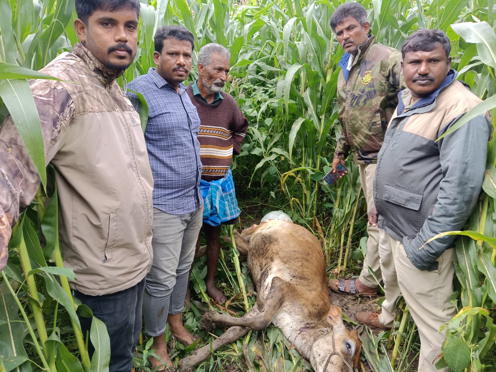 ಹುಲಿ ದಾಳಿ…ಹಸು ಬಲಿ…ಗ್ರಾಮಸ್ಥರಲ್ಲಿ ಆತಂಕ…