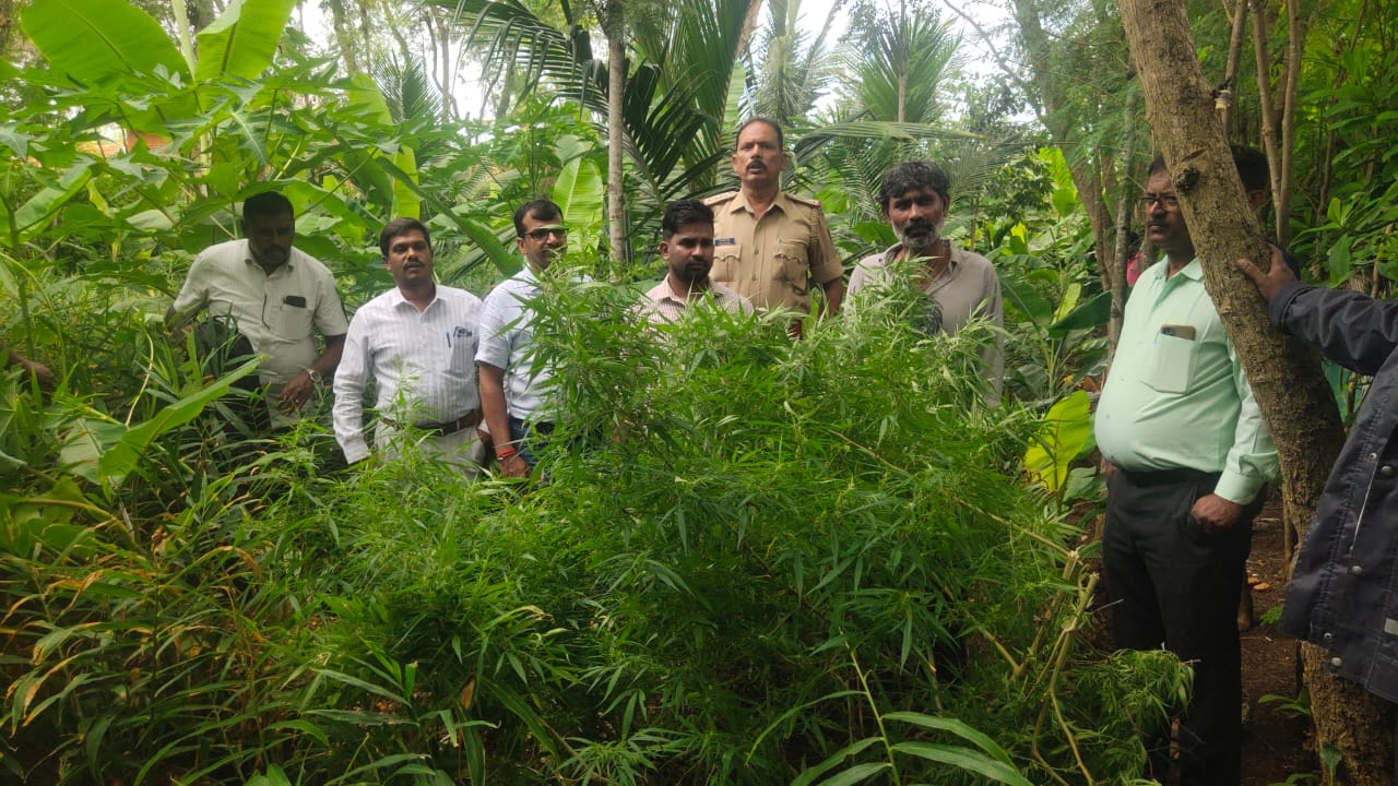 ಅಕ್ರಮವಾಗಿ ಬೆಳೆದಿದ್ದ ಗಾಂಜಾ ವಶ…ಆರೋಪಿ ಬಂಧನ…