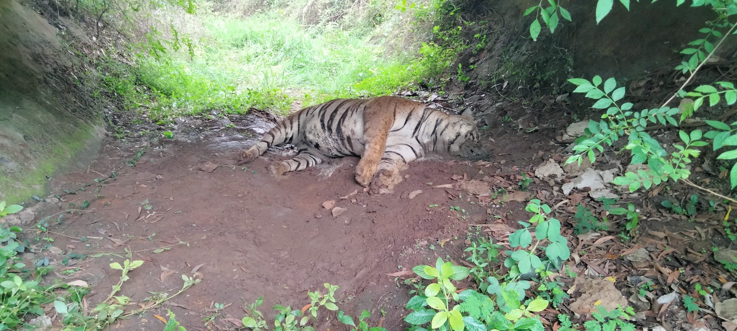 ಹುಲಿ ಮೃತದೇಹ ಪತ್ತೆ…ಗಾಯವಾಗಿರುವ ಸ್ಥಿತಿಯಲ್ಲಿ ಶವ ಪತ್ತೆ…