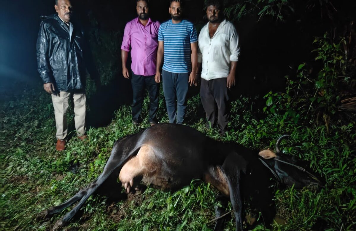 ತುಂಡಾಗಿ ಬಿದ್ದ ವಿದ್ಯುತ್ ತಂತಿ ತುಳಿದು ಓಋವ ವ್ಯಕ್ತಿ,ಎರಡು ಹಸು ಸಾವು…