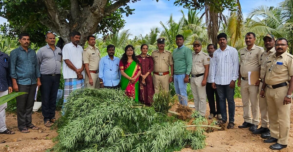 ಜಮೀನಿನ ಬೆಳೆಗಳ ಜೊತೆ ಗಾಂಜಾ ಬೆಳೆದ ಭೂಪ…17 ಕೆಜಿ ಗಾಂಜಾ ಗಿಡಗಳು ವಶ…