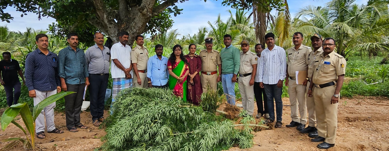 ಜಮೀನಿನ ಬೆಳೆಗಳ ಜೊತೆ ಗಾಂಜಾ ಬೆಳೆದ ಭೂಪ…17 ಕೆಜಿ ಗಾಂಜಾ ಗಿಡಗಳು ವಶ…