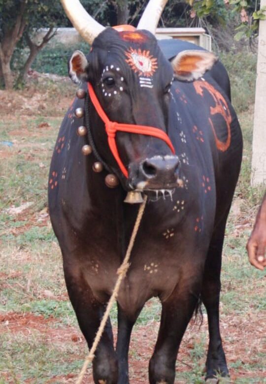 ಮಹಾಲಿಂಗೇಶ್ವರ ದೇವಸ್ಥಾನದ ಬಸವನಿಗೆ ಕಡಿದ ಹುಚ್ಚುನಾಯಿ…ಶ್ವಾನದಂತೆ ವರ್ತಿಸಿ ಭೀತಿ ಸೃಷ್ಟಿಸುತ್ತಿರುವ ಬಸವ…ಸ್ಥಳೀಯರಿಗೆ ಆತಂಕ…