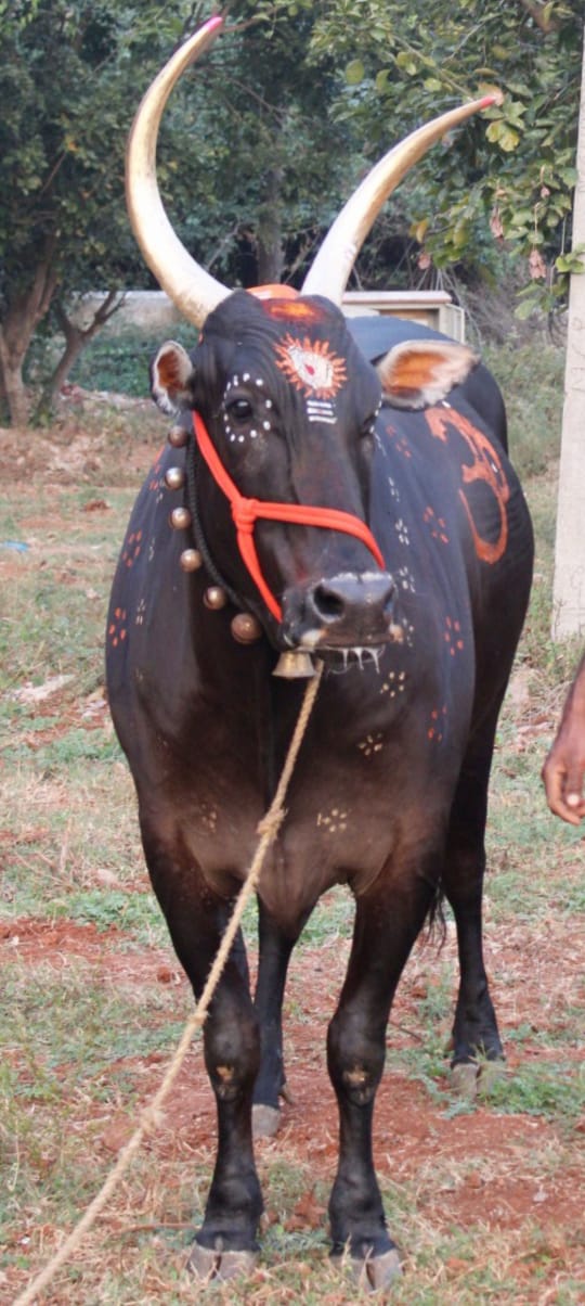ಮಹಾಲಿಂಗೇಶ್ವರ ದೇವಸ್ಥಾನದ ಬಸವನಿಗೆ ಕಡಿದ ಹುಚ್ಚುನಾಯಿ…ಶ್ವಾನದಂತೆ ವರ್ತಿಸಿ ಭೀತಿ ಸೃಷ್ಟಿಸುತ್ತಿರುವ ಬಸವ…ಸ್ಥಳೀಯರಿಗೆ ಆತಂಕ…