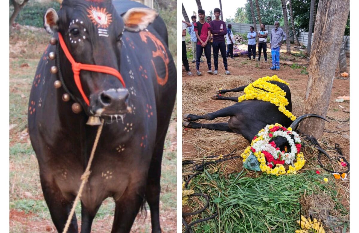 ಹುಚ್ಚುನಾಯಿ ಕಡಿದು ದೇವಾಲಯದ ಬಸವ ಸಾವು…ವಿಧಿವಿಧಾನದಂತೆ ಅಂತ್ಯಕ್ರಿಯೆ…