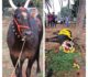 ಹುಚ್ಚುನಾಯಿ ಕಡಿದು ದೇವಾಲಯದ ಬಸವ ಸಾವು…ವಿಧಿವಿಧಾನದಂತೆ ಅಂತ್ಯಕ್ರಿಯೆ…