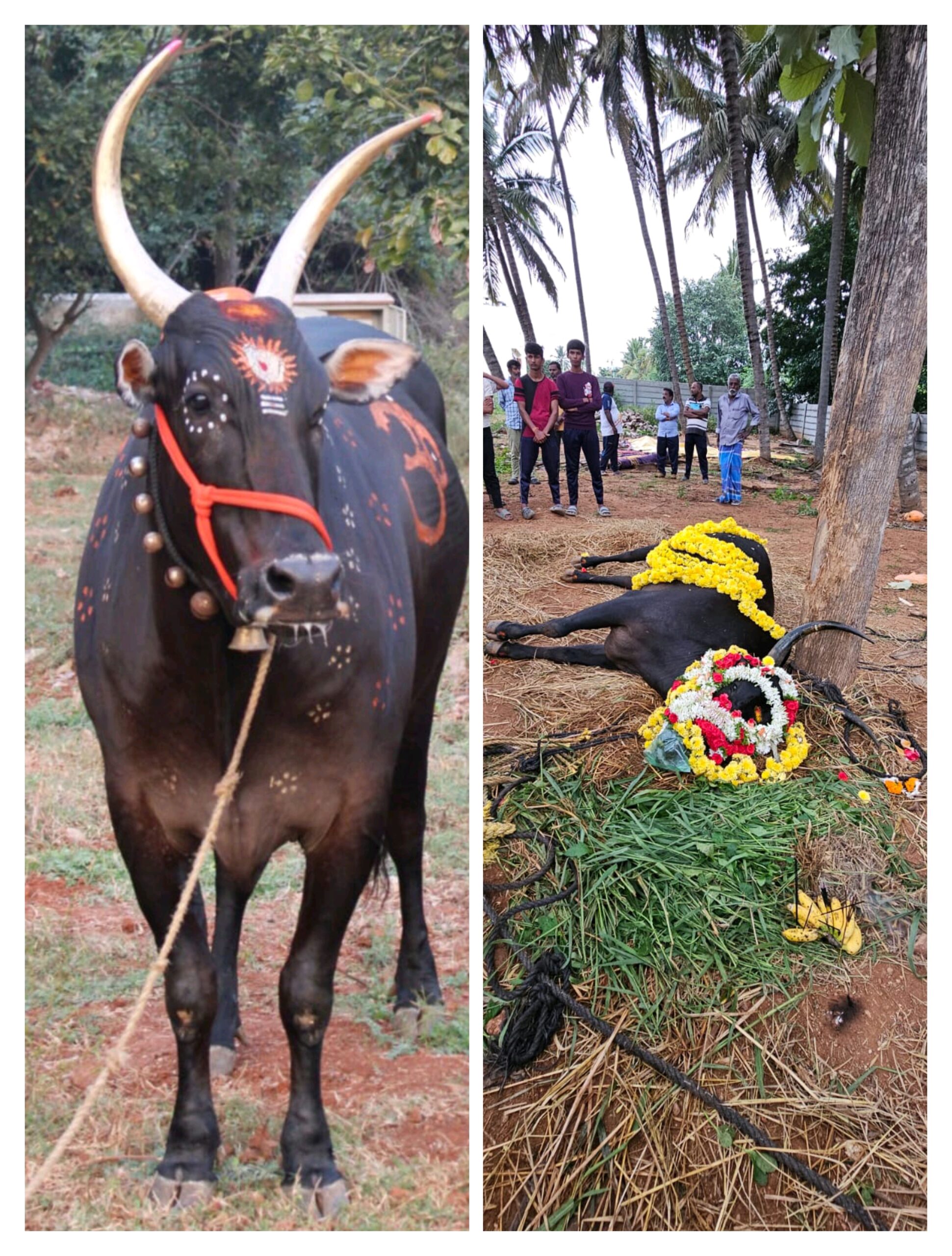 ಹುಚ್ಚುನಾಯಿ ಕಡಿದು ದೇವಾಲಯದ ಬಸವ ಸಾವು…ವಿಧಿವಿಧಾನದಂತೆ ಅಂತ್ಯಕ್ರಿಯೆ…