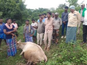 ಮೂರು ಹಸುಗಳ ಮೇಲೆ ಹುಲಿ ದಾಳಿ…ಒಂದು ಸಾವು ಎರಡಕ್ಕೆ ಗಾಯ…ಅರಣ್ಯ ಇಲಾಖೆ ಕ್ಯಾಮರ ಕಣ್ಣಿಗೆ ಸೆರೆಯಾದ ವ್ಯಾಘ್ರ…