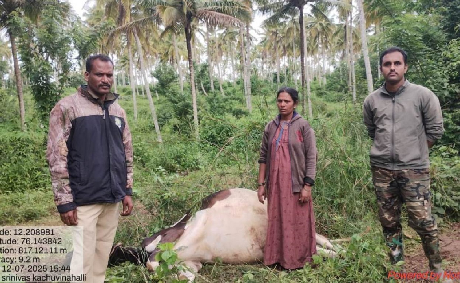 ಹುಲಿ ದಾಳಿ…ಹಸು ಸಾವು…