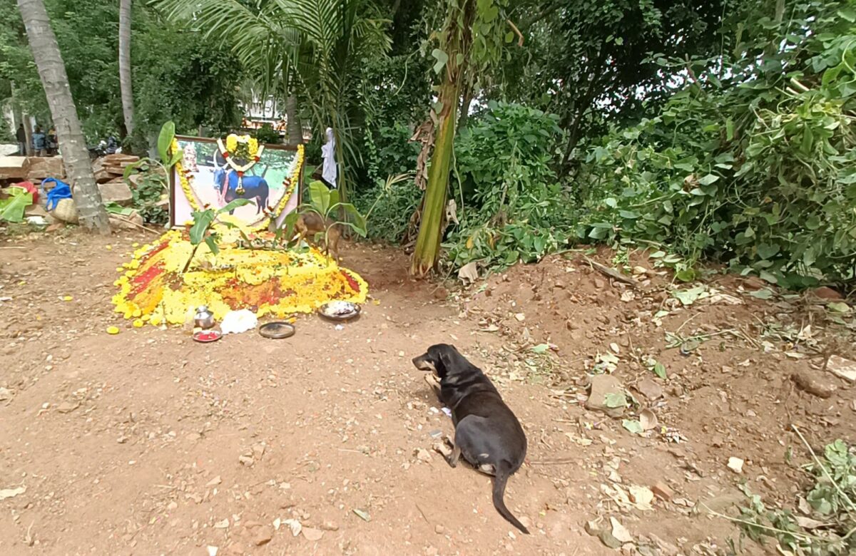 ಅಗಲಿದ ಬಸವನಿಗೆ ಶ್ರದ್ದಾಂಜಲಿ…ಸಮಾಧಿ ಬಳಿ ಕಂಬನಿ ಮಿಡಿದ ಶ್ವಾನ…ಮೇಟಗಳ್ಳಿಯಲ್ಲಿ ಹೃದಯಸ್ಪರ್ಶಿ ಘಟನೆ…