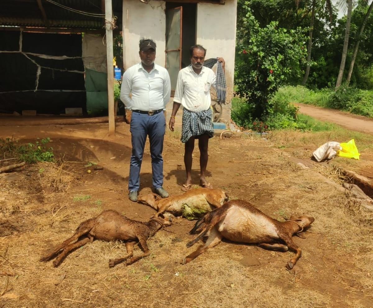 ಚಿರತೆ ದಾಳಿ…ಎರಡು ಆಡುಗಳು ಬಲಿ…