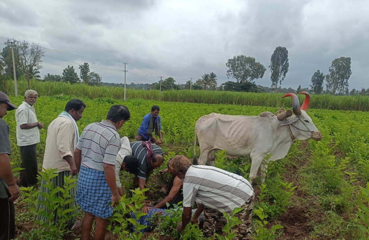 ಹೃದಯಾಘಾತಕ್ಕೆ ರೈತ ಬಲಿ…ಜಮೀನು ಉಳುಮೆ ಮಾಡುವ ವೇಳೆ ಘಟನೆ…