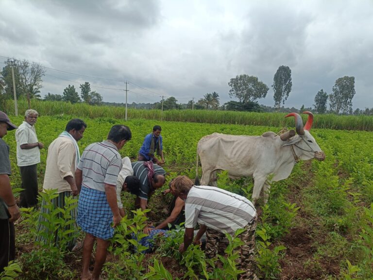 ಹೃದಯಾಘಾತಕ್ಕೆ ರೈತ ಬಲಿ…ಜಮೀನು ಉಳುಮೆ ಮಾಡುವ ವೇಳೆ ಘಟನೆ…