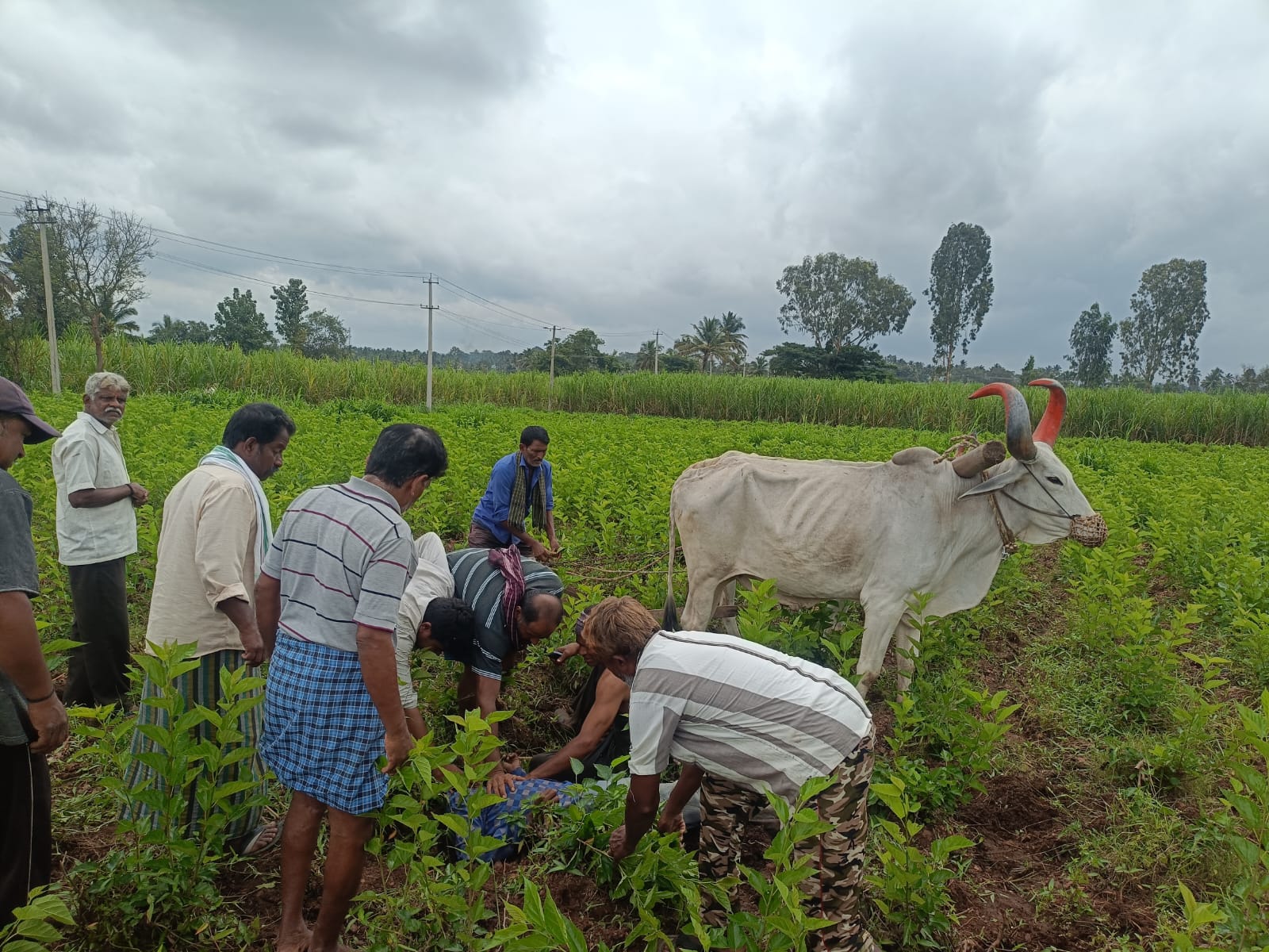 ಹೃದಯಾಘಾತಕ್ಕೆ ರೈತ ಬಲಿ…ಜಮೀನು ಉಳುಮೆ ಮಾಡುವ ವೇಳೆ ಘಟನೆ…
