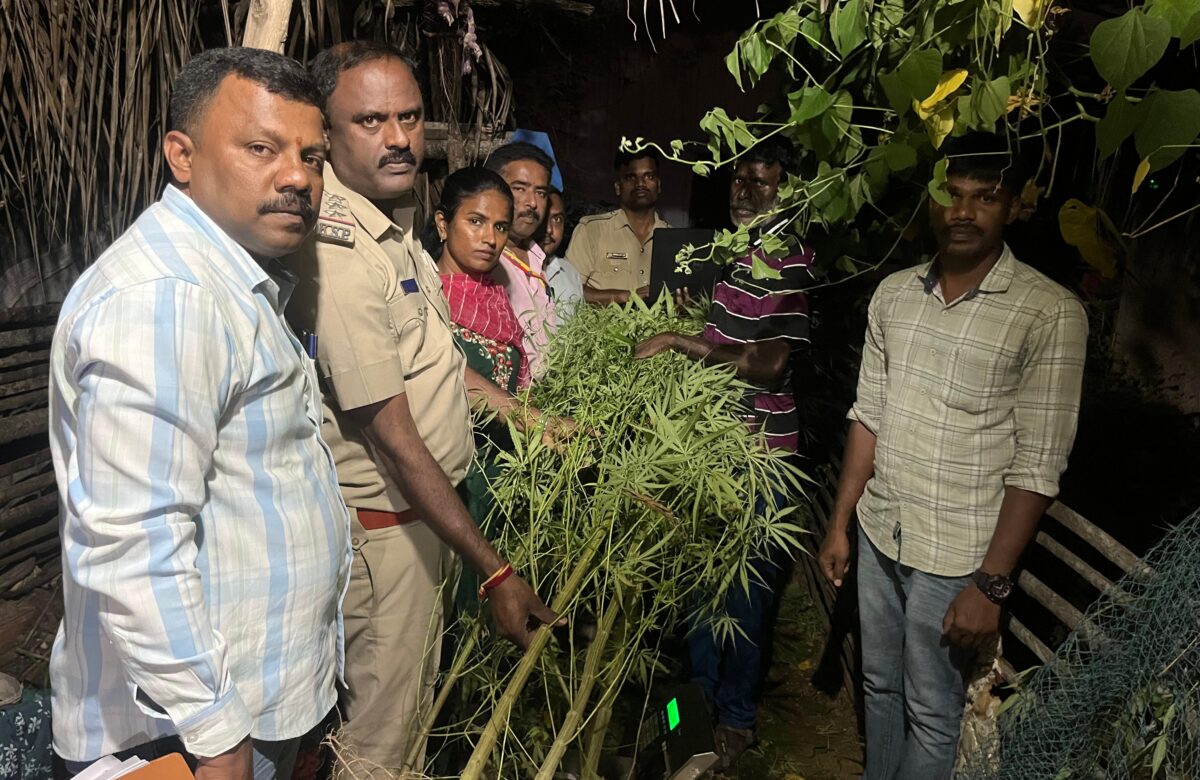 ಮನೆಮುಂದೆ ಗಾಂಜಾ ಬೆಳೆದಿದ್ದ ಭೂಪ ಅಂದರ್…9 ಕೆಜಿ ಗಾಂಜಾ ವಶ…