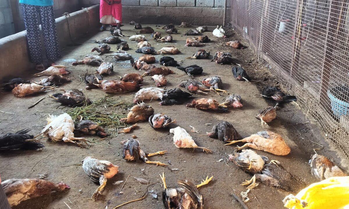 ಬೀದಿ ನಾಯಿಗಳ ದಾಳಿ…ನೂರಾರು ಕೋಳಿಗಳ ಮಾರಣಹೋಮ…