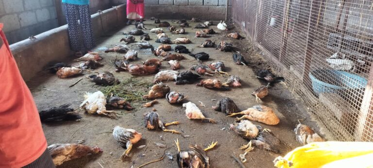 ಬೀದಿ ನಾಯಿಗಳ ದಾಳಿ…ನೂರಾರು ಕೋಳಿಗಳ ಮಾರಣಹೋಮ…