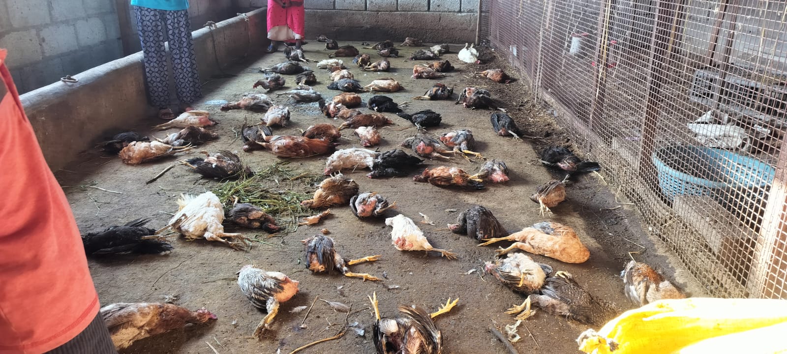 ಬೀದಿ ನಾಯಿಗಳ ದಾಳಿ…ನೂರಾರು ಕೋಳಿಗಳ ಮಾರಣಹೋಮ…