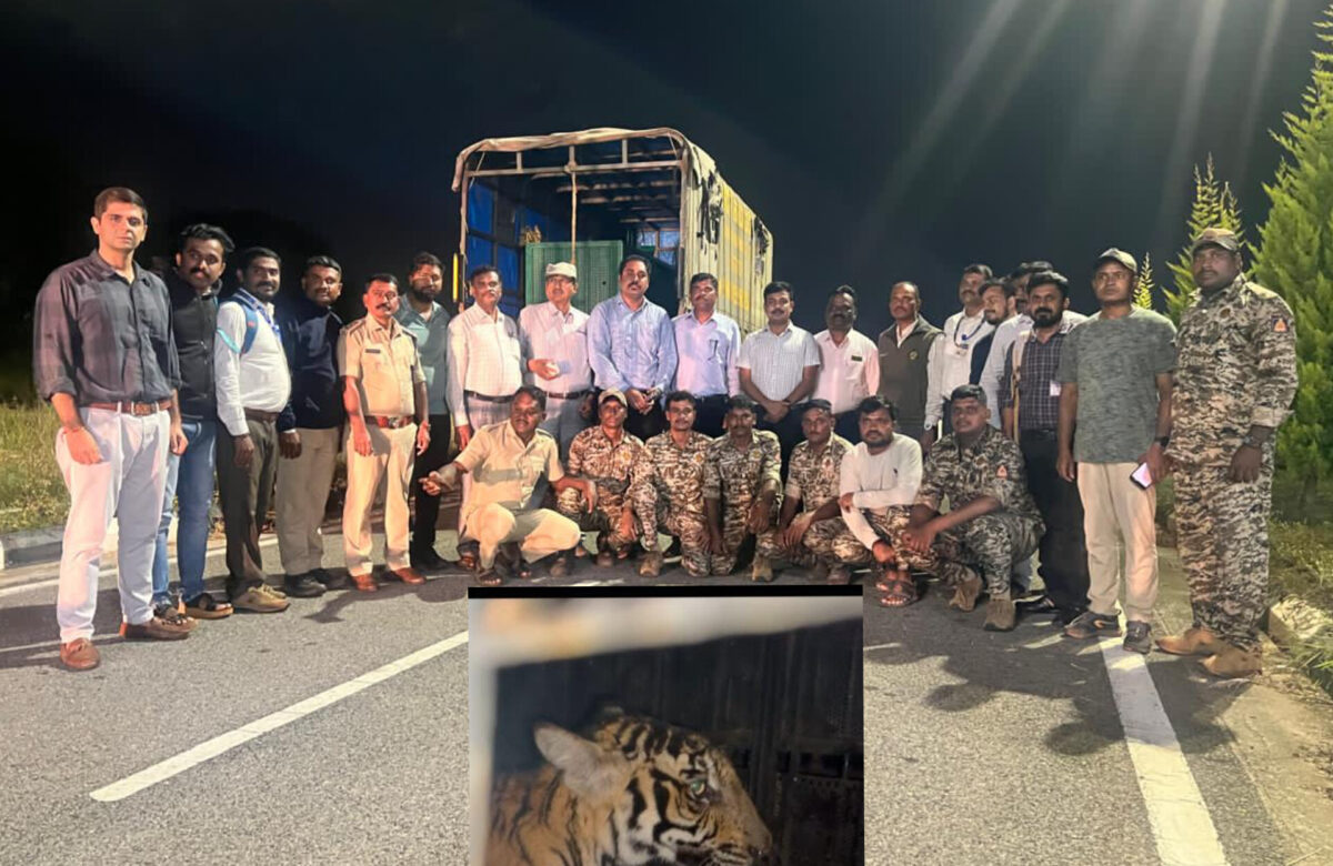 ಹುಲಿಮರಿ ಸೆರೆ…ತಾಯಿ ಹಾಗೂ ಇನ್ನೆರಡು ಮರಿಗಳ ಸೆರೆಗಾಗಿ ಕಾರ್ಯಾಚರಣೆ…