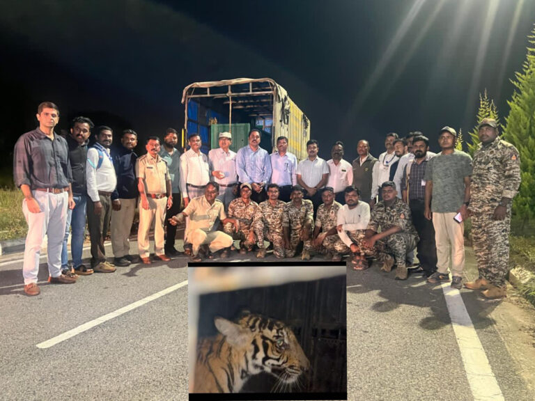 ಹುಲಿಮರಿ ಸೆರೆ…ತಾಯಿ ಹಾಗೂ ಇನ್ನೆರಡು ಮರಿಗಳ ಸೆರೆಗಾಗಿ ಕಾರ್ಯಾಚರಣೆ…