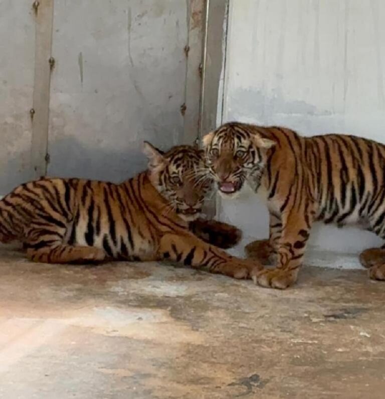 ಮೈಸೂರು ಜಿಲ್ಲೆಯಲ್ಲಿ ಸೆರೆ ಸಿಕ್ಕಿದ್ದ 4 ಹುಲಿ ಮರಿಗಳು ಸಾವು…