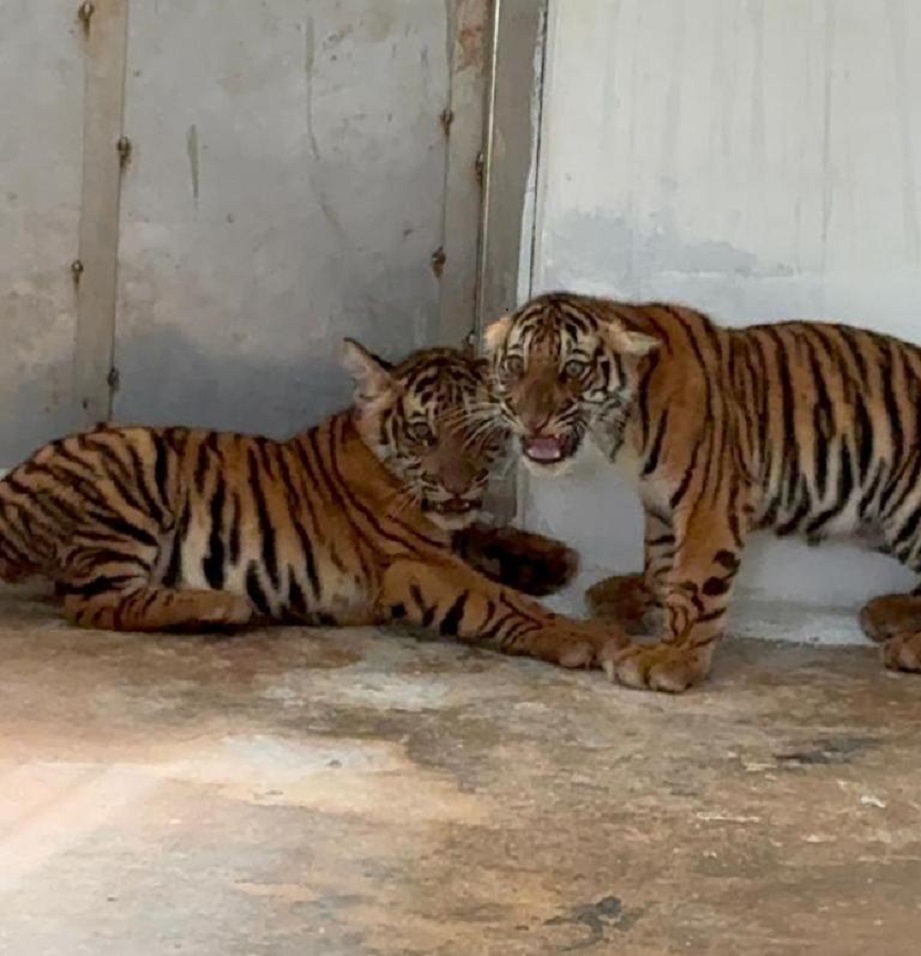 ಮೈಸೂರು ಜಿಲ್ಲೆಯಲ್ಲಿ ಸೆರೆ ಸಿಕ್ಕಿದ್ದ 4 ಹುಲಿ ಮರಿಗಳು ಸಾವು…