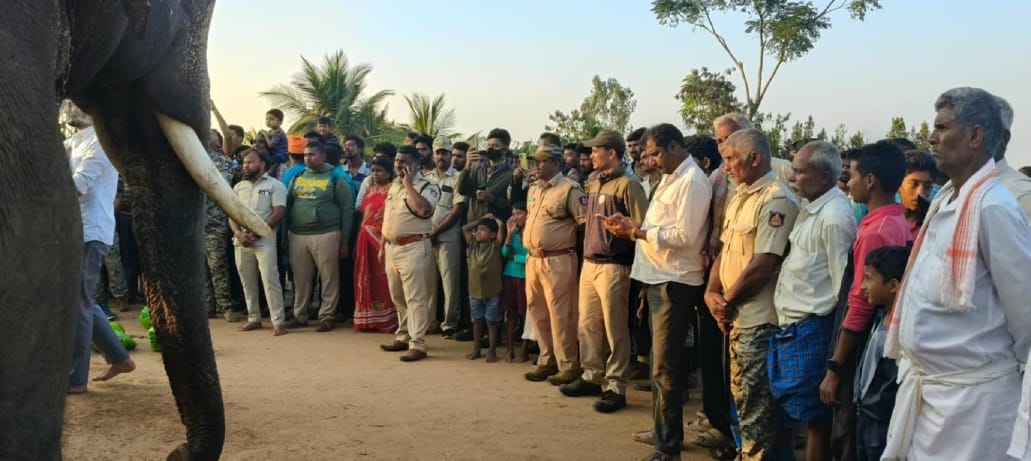 ಹುಣಸೂರಿನಲ್ಲಿ ಮತ್ತೆ ಹುಲಿ ಕಾಟ.ಸಾಕಾನೆಗಳಿಂದ ಕೂಂಬಿಂಗ್ಆಪರೇಷನ್…