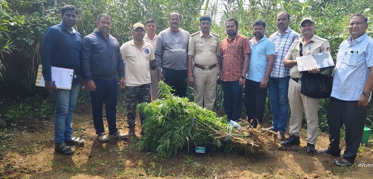 ಜಮೀನಿನಲ್ಲಿ ಗಾಂಜಾ ಬೆಳೆ.ಓರ್ವನ ಬಂಧನ.ಚಾಮರಾಜನಗರ ಹನೂರು ತಾಲ್ಲೂಕಿನ ದೊಮ್ಮನಗದ್ದೆ ಗ್ರಾಮದಲ್ಲಿ ಘಟನೆ.ದೊಮ್ಮನಗದ್ದೆ, ಪುದುನಗರದ ಉಡುತೊರೆ ಹಳ್ಳ ಪಕ್ಕದ ಜಮೀನಿನಲ್ಲಿ ಗಾಂಜಾ ಗಿಡಗಳನ್ನ ಬೆಳೆದಿದ್ದ ಆರೋಪಿಯ ಬಂಧನ.