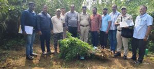 ಜಮೀನಿನಲ್ಲಿ ಗಾಂಜಾ ಬೆಳೆ.ಓರ್ವನ ಬಂಧನ.ಚಾಮರಾಜನಗರ ಹನೂರು ತಾಲ್ಲೂಕಿನ ದೊಮ್ಮನಗದ್ದೆ ಗ್ರಾಮದಲ್ಲಿ ಘಟನೆ.ದೊಮ್ಮನಗದ್ದೆ, ಪುದುನಗರದ ಉಡುತೊರೆ ಹಳ್ಳ ಪಕ್ಕದ ಜಮೀನಿನಲ್ಲಿ ಗಾಂಜಾ ಗಿಡಗಳನ್ನ ಬೆಳೆದಿದ್ದ ಆರೋಪಿಯ ಬಂಧನ.