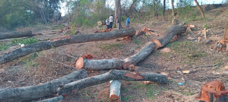 ನದಿಪಾತ್ರದ ಮರಗಳ ಮಾರಣ ಹೋಮ…ಎಸ್ಕೇಪ್ ಆದ ಖದೀಮರು…ಸಚಿವ ಹೆಚ್.ಸಿ.ಮಹದೇವಪ್ಪ ಸಂಬಂಧಿಕರಿಂದ ಕೃತ್ಯ ಆರೋಪ…