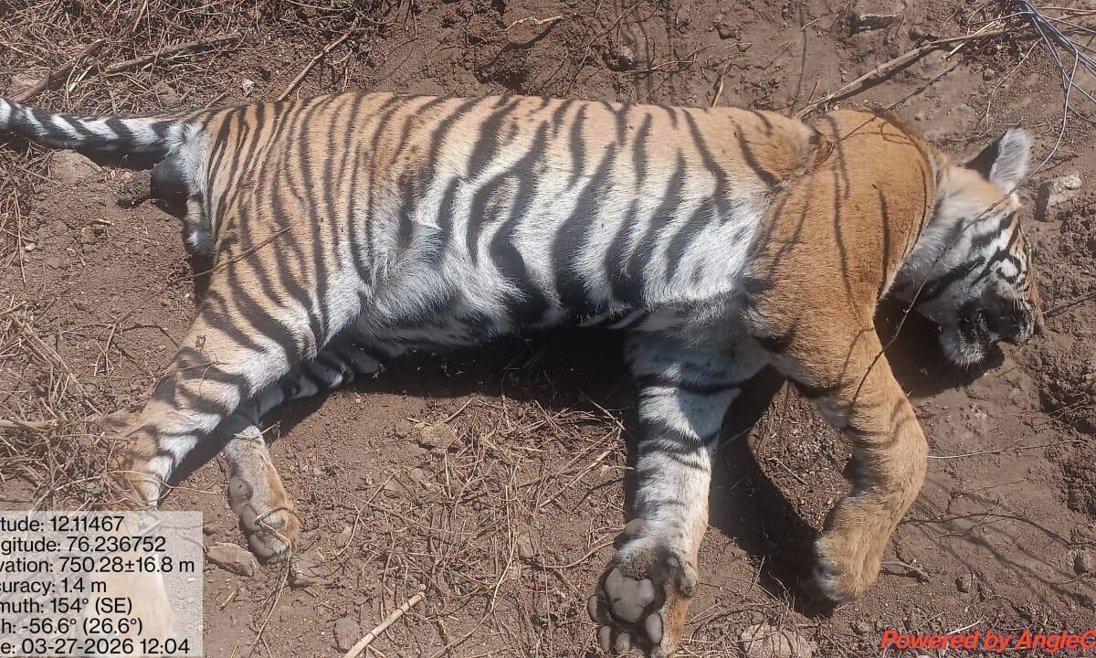 ಹುರುಳಿಗೆ ಸಿಲುಕಿ ಹುಲಿ ಸಾವು…ಜಮೀನು ಮಾಲೀಕನ ವಿರುದ್ದ ಪ್ರಕರಣ…