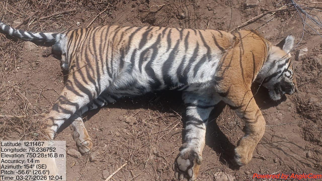 ಹುರುಳಿಗೆ ಸಿಲುಕಿ ಹುಲಿ ಸಾವು…ಜಮೀನು ಮಾಲೀಕನ ವಿರುದ್ದ ಪ್ರಕರಣ…