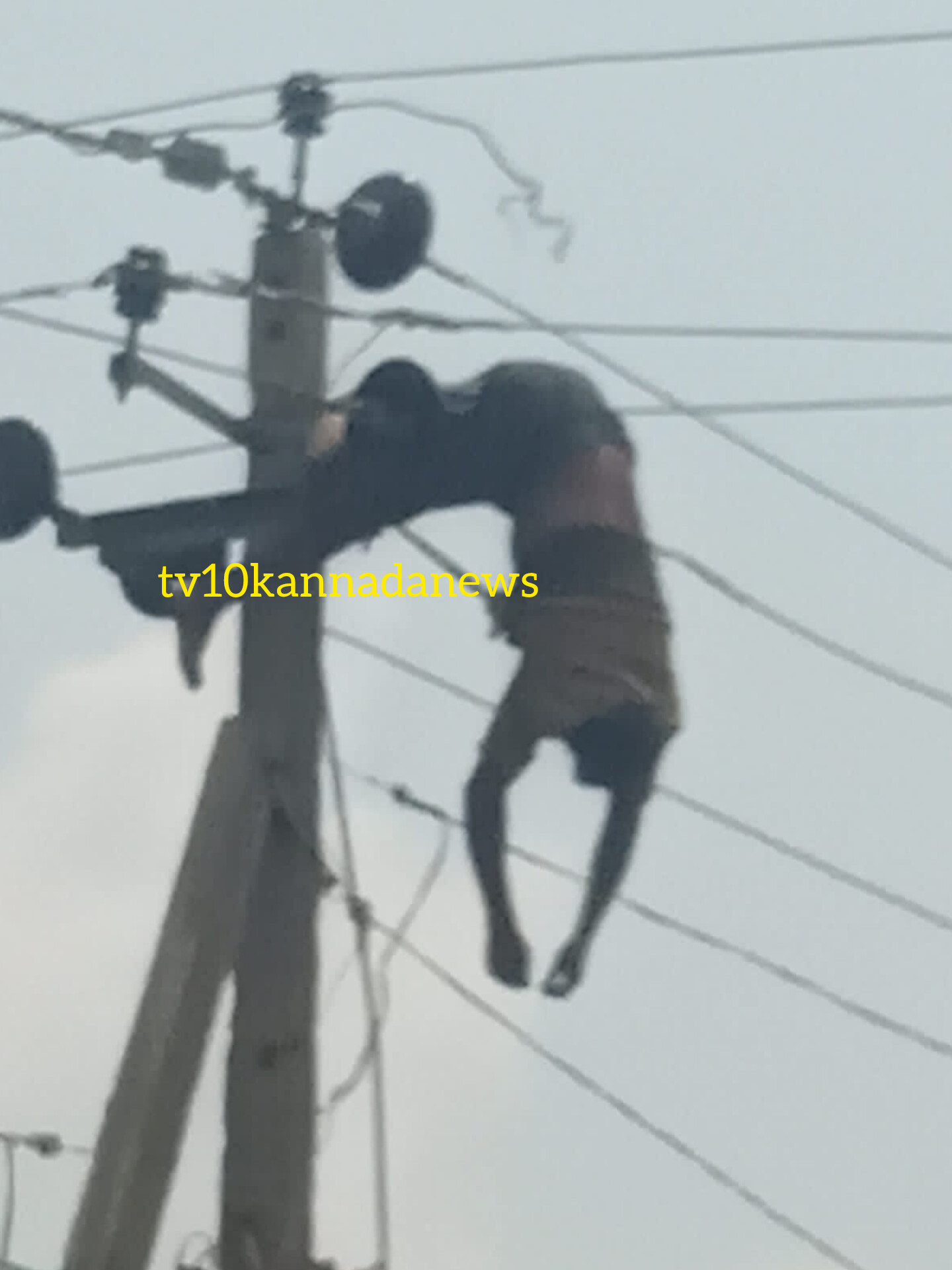 ವಿದ್ಯುತ್ ಸ್ಪರ್ಷ…ಕಂಬದ ಮೇಲೆ ಲೈನ್ ಮನ್ ಸಾವು…