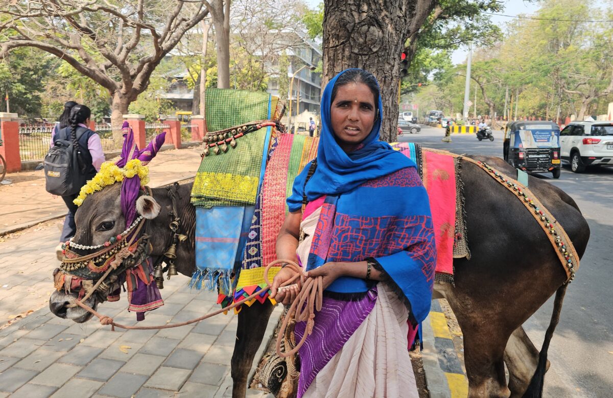 ಮೈಸೂರಿನ ವಾಹನ ಸವಾರರಿಗೆ ಹೊಸ ಪ್ರಾಬ್ಲಂ…ಭಿಕ್ಷೆ ಬೇಡುವ ನೆಪದಲ್ಲಿ ಬೀದಿ ಬಸವಣ್ಣಗಳ ಕಾಟ…ರಸ್ತೆ ಸುಗಮ ಸಂಚಾರಕ್ಕೆ ಅಡಚಣೆ…