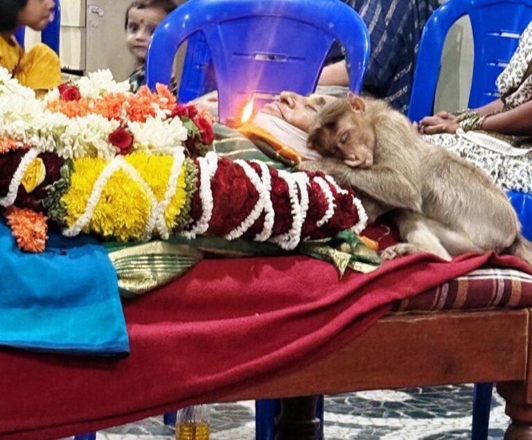 ತುತ್ತು ನೀಡಿದ ವೃದ್ದೆಯ ಸಾವಿಗೆ ಮಿಡಿದ ವಾನರ…ಮೃತದೇಹದ ಬಳಿ ಕುಳಿತು ಅಂತಿಮ ನಮನ…ರಾಮನಗರದಲ್ಲೊಂದು ಹೃದಯಸ್ಪರ್ಶಿ ಘಟನೆ…