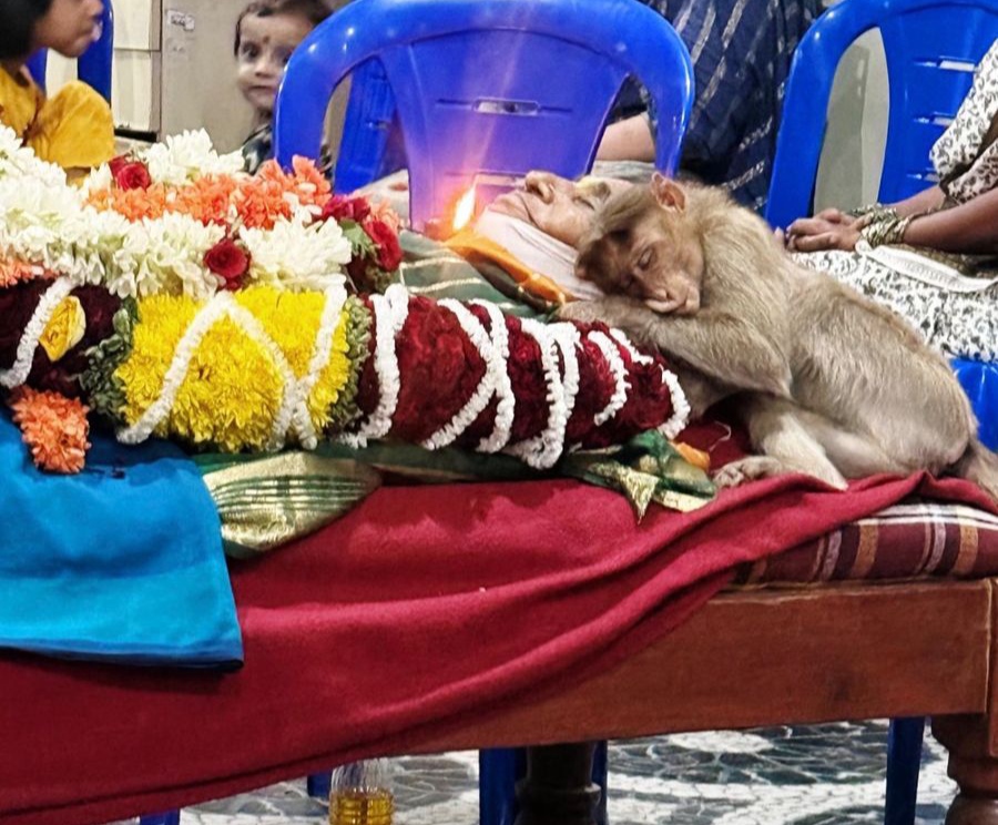 ತುತ್ತು ನೀಡಿದ ವೃದ್ದೆಯ ಸಾವಿಗೆ ಮಿಡಿದ ವಾನರ…ಮೃತದೇಹದ ಬಳಿ ಕುಳಿತು ಅಂತಿಮ ನಮನ…ರಾಮನಗರದಲ್ಲೊಂದು ಹೃದಯಸ್ಪರ್ಶಿ ಘಟನೆ…